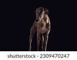 adorable english hound puppy with long legs looking away and standing in front of black background in studio