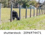 Black Angus calf reaches through barbed wire fence to graze the grass on the other side.