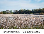 Field Of Defoliated Cotton ...