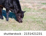 Commerical Angus Beef Calf...