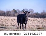 Commerical Angus Brood Cow In A ...
