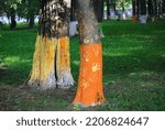 Tree Bark Colored In Different...