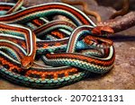 San Francisco garter snakes, endemic of California