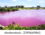 Small photo of Kihei, Hawaii USA — November 14, 2023: Pink colored water at the Kealia Pond National Wildlife Refuge from bacteria caused by low water levels due to a severe drought on Maui.