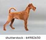 Irish Terrier With A Gray...