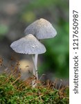 Small photo of Coprinellus xanthothrix, an inkcap mushroom