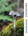 Small photo of Coprinellus xanthothrix, an inkcap mushroom