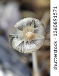 Small photo of Coprinellus xanthothrix, an inkcap mushroom