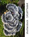 Small photo of Trametes versicolor – also known as Coriolus versicolor and Polyporus versicolor - commonly called the turkey tail