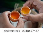 Small photo of hand holding eggs, to show the difference between omega 3 eggs and regular eggs, the eggs with orange egg yolk is contain more omega 3 than regular egg yolk