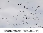 Flying Eagles And Vultures