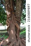 Small photo of The strangler fig tree, wrapped around the roots, enlarges and hugs the host tree, slowly causing the host plant to become emaciated and eventually dry and the host plant to die.
