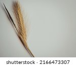 Small photo of Hordeum murinum. Ear of the mouse barley plant, on white background.