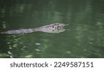 A reptile swimming in the...