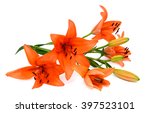 Beautiful Orange Lily Flower...