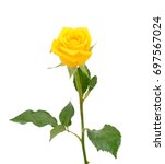 Beautiful Yellow Rose Flower...