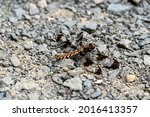 Female Common Whitetail...
