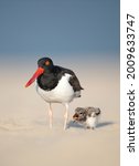 Small photo of American Oyster Catcher with baby