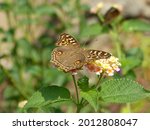 Common Buckeye Butterfly In The ...