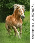 Small photo of Portrait of a pretty haflinger horse gelding on a pasture in summer outdoors