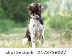 Small photo of Portrait of a brown munsterlander breed hound in summer on a field outdoors