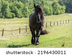 Small photo of Portrait of a beautiful black percheron coldblood horse gelding on a pasture in summer outdoors