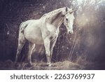 Small photo of Portrait of a white arabian horse dressed as unicorn outdoors