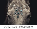 Small photo of Elegant portrait of a white arabian horse gelding wearing bridled with a bosal and wearing a filigrane jewelry headband