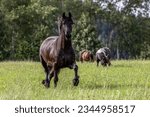 Small photo of Portrait of a pretty friesian gelding on a pasture in summer outdoors