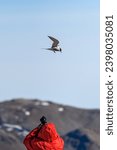 Small photo of Obnoxious tourist harassing an Arctic Tern protecting it’s nest in Ny Alesund, Svalbard in the Arctic