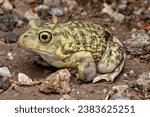 Spadefoot toad or Couch