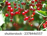 Small photo of Red berries of Prunus padus (bird cherry, hackberry, hagberry or Mayday tree) on tree branches. Close-up