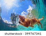 Underwater photo of golden labrador retriever puppy in outdoor swimming pool play with fun - jumping and diving deep down. Activities and games with family pets and popular dog on summer holiday.