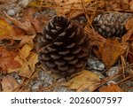 Pinecone Sitting On The Ground...