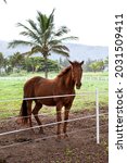 Small photo of Oahu Island, Hawaii, USA. November 2007. A horse stands behind a fence on Oahu Island, Hawaii.