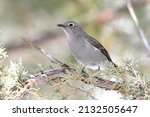 Small photo of Townsend's Solitaire sitting on a juniper tree branch in the Game Creek Trail area of the Bridger-Teton National Forest near Jackson, Wyoming.