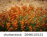 Bush Of Orange Pea Flowers