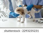 Small photo of Livestock doctor and assistant to check dog's health and vaccinate against rabies and get rid of ticks and fleas.