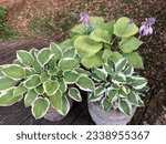 Small photo of ‘Sum and Substance’, ‘ August Moon’ and ‘Patriot’ hostas in tubs in a Cotswold garden