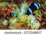 Small photo of Coral fish in the underwater world. Underwater coral fishes. Coral fishes underwater. Underwater life scene
