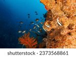 Small photo of Coral fish at coral reefs in the underwater world. Underwater world scene. Underwater coral fishes. Coral fishes underwater