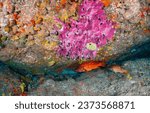 Small photo of Underwater coral fishes. Coral fish in the underwater world. Underwater life scene. Coral fishes underwater
