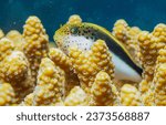 Small photo of Coral fish in the underwater world. Underwater coral fish. Coral fish underwater. Underwater coral fish view
