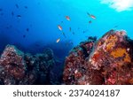 Small photo of Underwater coral reef. Coral fish in the underwater world. Underwater coral fishes. Coral fishes underwater
