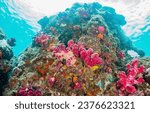 Small photo of Coral reef in the underwater world. Underwater coral reef. Coral reef underwater. Beautiful coral reeef underwater