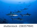 Sharks underwater. a pack of...