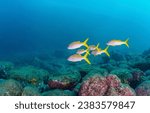 Small photo of Underwater coral fishes. Coral fishes in the underwater world. Underwater coral fish shoal