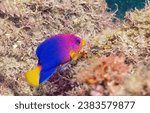 Small photo of Underwater coral fish. Coral fish in the underwater world. Coral fish underwater. Underwater coral fish view