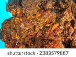 Small photo of Coral fishes in underwater reefs in the underwater world. Underwater coral fishes. Coral fishes underwater