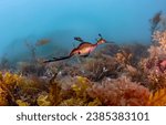 Leafy sea dragon  underwater....